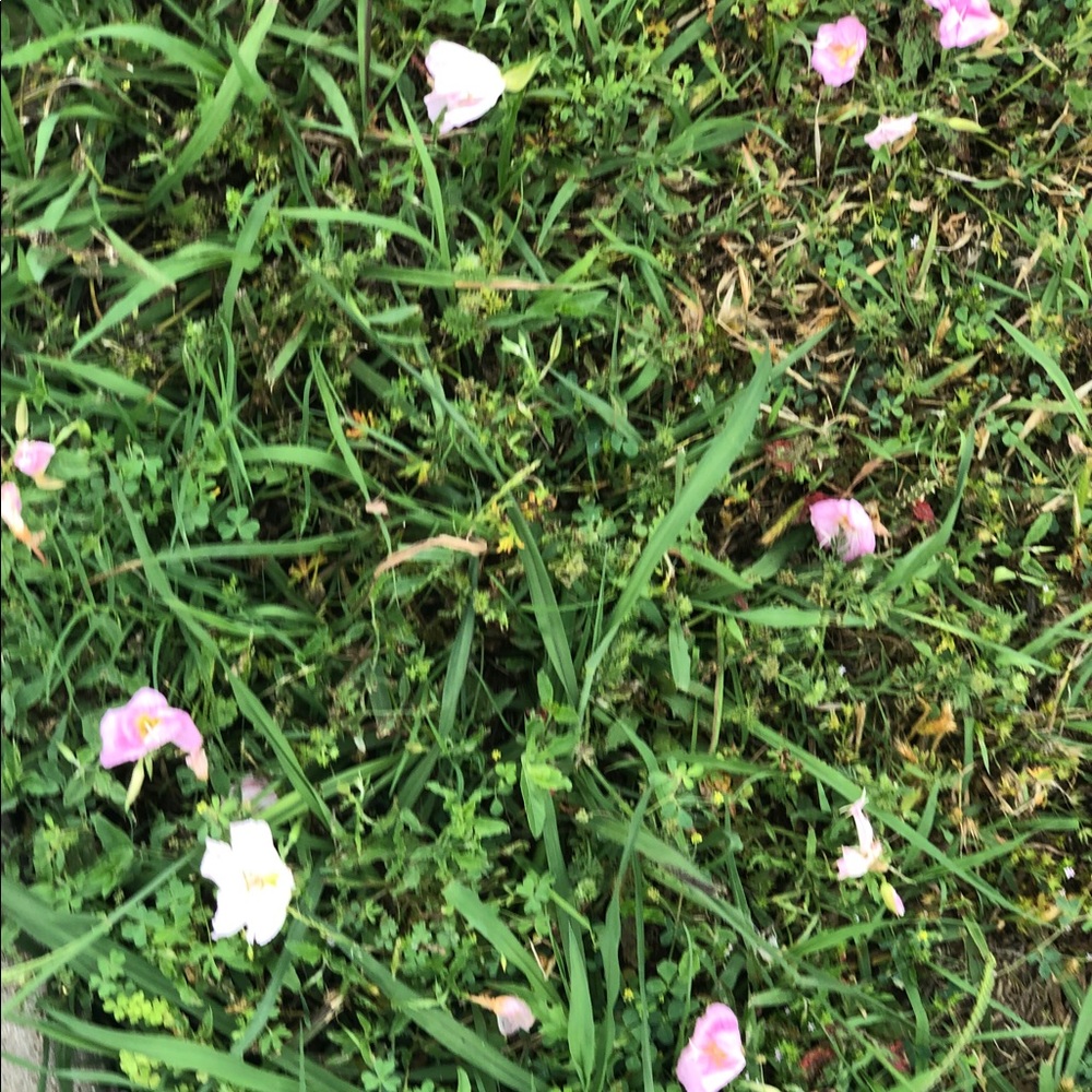 Meet your Posher, Lily